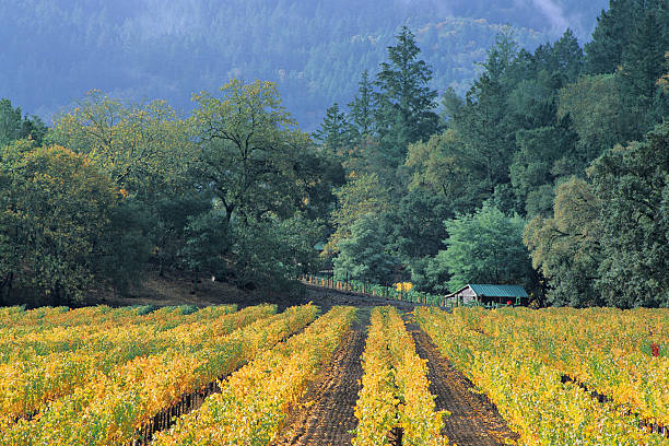 아름다운 와인 컨트리 - carneros valley napa valley vineyard california 뉴스 사진 이미지