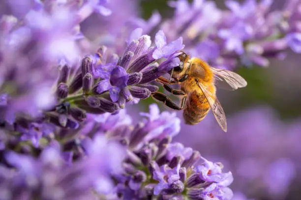 one busy honey bee collecting pollen from flowering lavender outdoors in garden