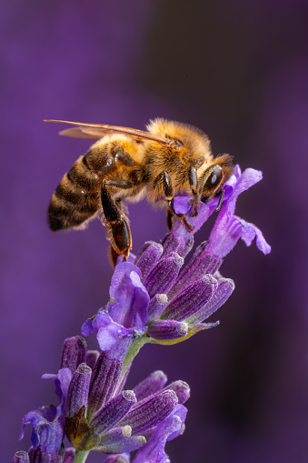 side view beautiful honey bee sitting on blooming lavender plant outdoors collecting pollen, macrophoto with shallow focus