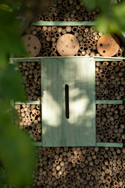 front view of insect hotel hidden behind vine arbour in garden closer