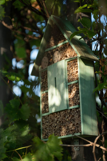 side view of wooden insect hotel hidden in vine arbour in garden