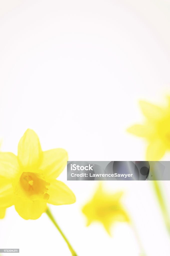 Narciso sobre blanco - Foto de stock de Amarillo - Color libre de derechos