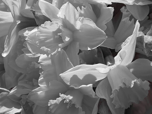 daffodils 、ブラックとホワイト - black white macro high contrast ストックフォトと画像