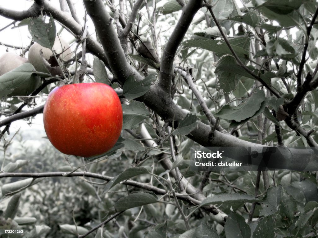 Interdit de Fruit - Photo de Agriculture libre de droits