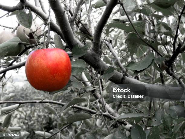 Proibito Frutta - Fotografie stock e altre immagini di Agricoltura - Agricoltura, Albero, Ambientazione esterna