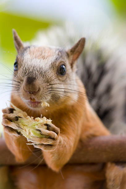 istock Portrait of Striped Red Squirrel Eating Nut From Tree 172204415