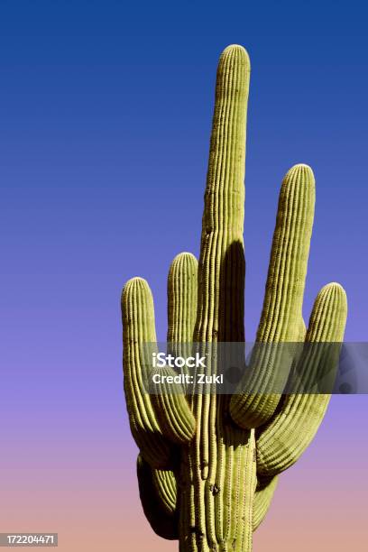 Cactus Saguaro Foto de stock y más banco de imágenes de Aguja - Parte de planta - Aguja - Parte de planta, Arizona, Cactus