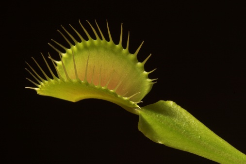 Close-up picture of a carnivorous plant isolated on black background