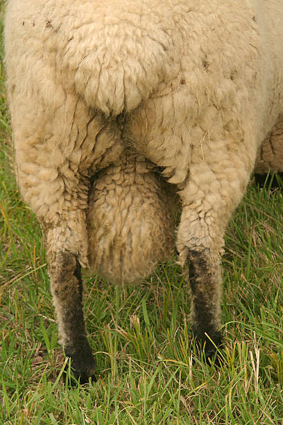 End of A Sheep stock photo