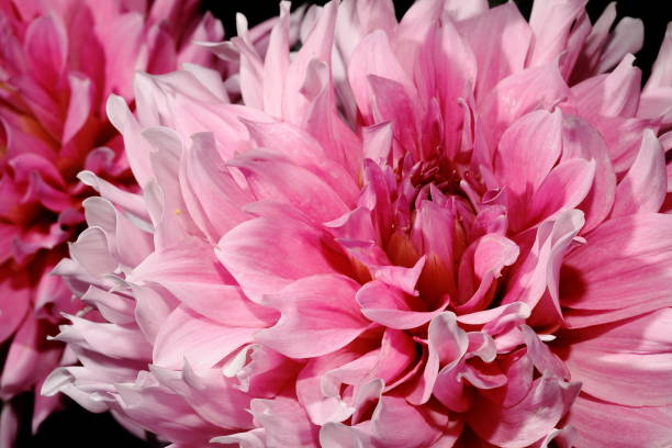 istock Dahlia in full bloom 1722049923