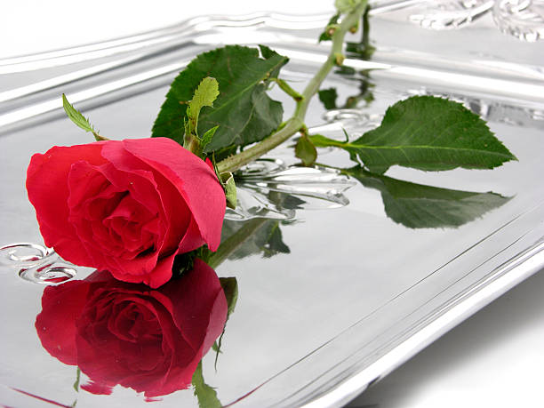 Rose on a platter Red rose on a silver platter.Also available: silver platter stock pictures, royalty-free photos & images