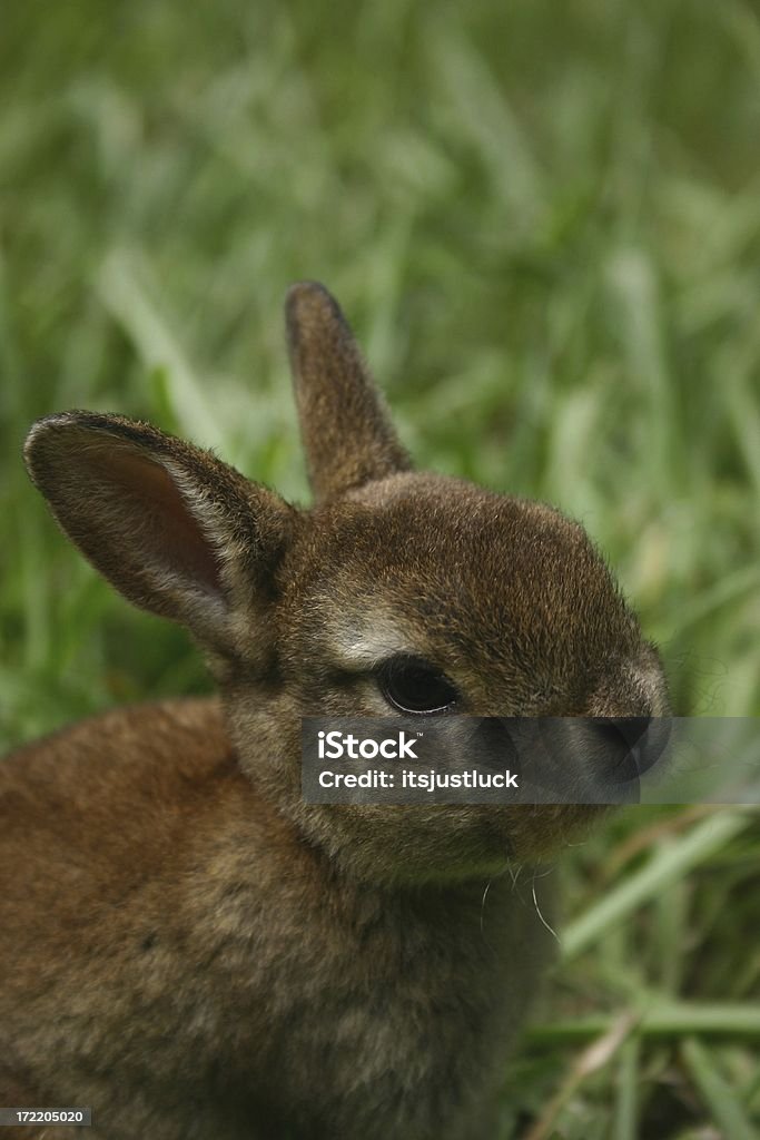 Bunny Porträt - Lizenzfrei Heidentum Stock-Foto