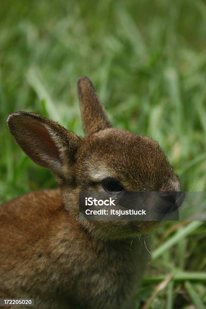 Bunny Porträt Stockfoto und mehr Bilder von Heidentum - Heidentum, Sommer, Augenfarbe