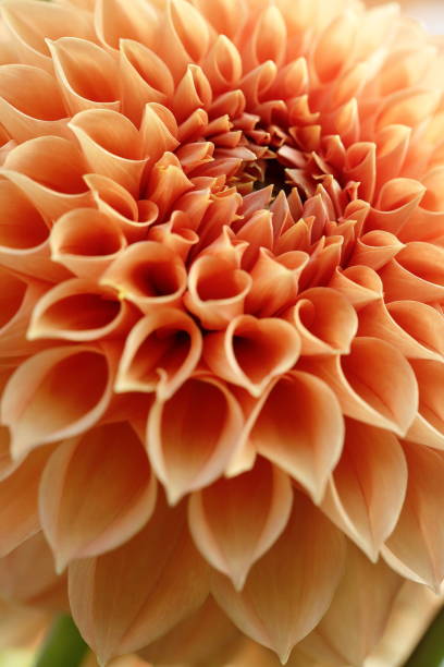 istock Dahlia in full bloom 1722050218