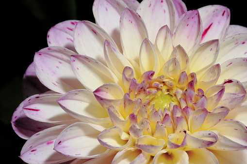 Vibrant color on the petals of a light purple dahlia flower with an unopened bud in the background.