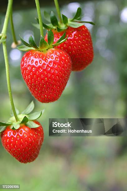 스트로우베리 즐즐거움 딸기에 대한 스톡 사진 및 기타 이미지 - 딸기, 매달기, 식물