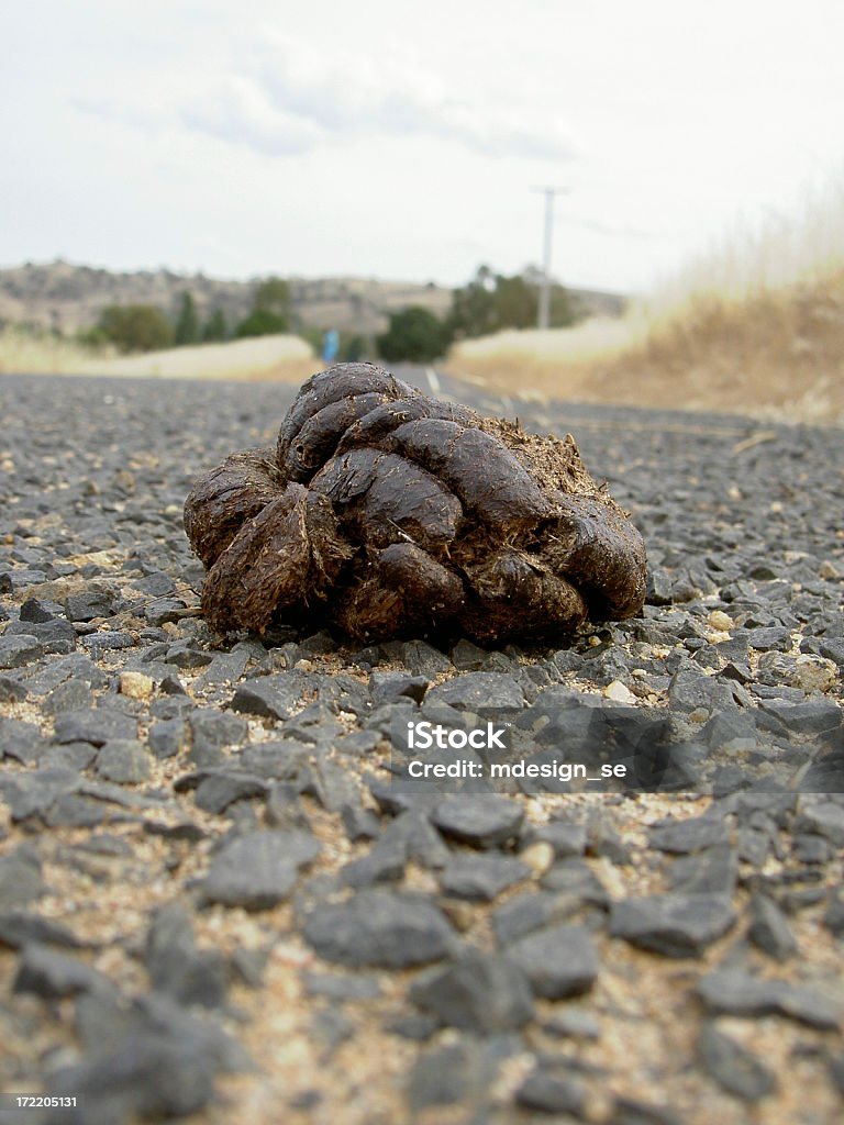 Focus on poo Focus on a pile of poo on a rural road. Animal Dung Stock Photo