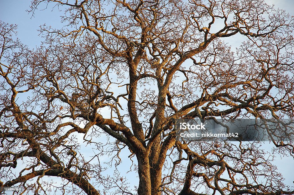 Trenzado de árbol - Foto de stock de Alcanzar libre de derechos