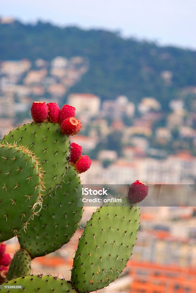 Prickly pear cactus - Zbiór zdjęć royalty-free (Owoc opuncji)