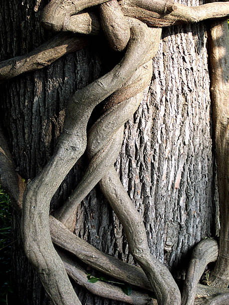 1 Tree Bark and Vines stock photo