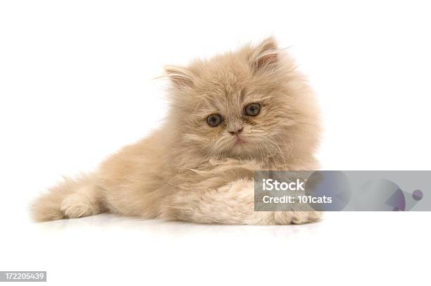 Baby Kot - zdjęcia stockowe i więcej obrazów Bez ludzi - Bez ludzi, Białe tło, Biały