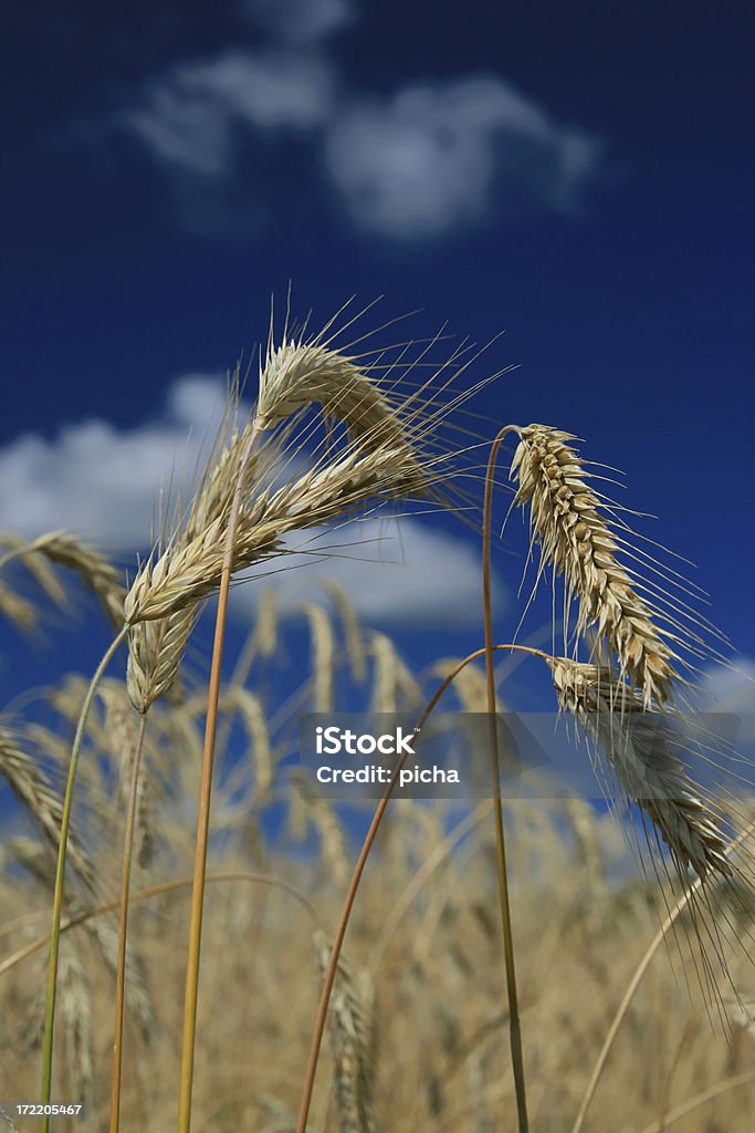 wheat  Agricultural Field Stock Photo