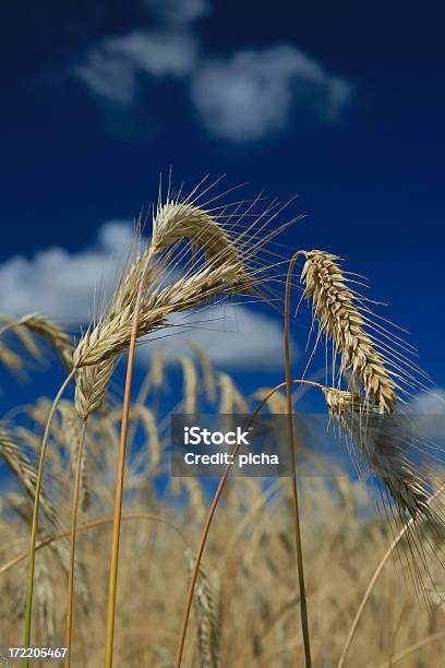 Wheat Stock Photo - Download Image Now - Agricultural Field, Agriculture, Beauty