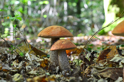 mushroom, red-capped scaber stalk (leccinum aurantiacum) in woods and forest