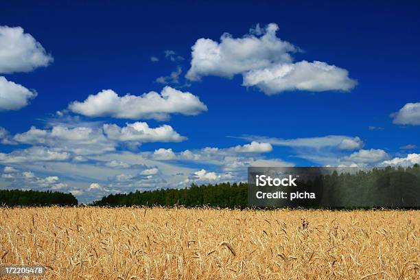 Foto de Trigo Integral e mais fotos de stock de Agricultura - Agricultura, Ajardinado, Amarelo