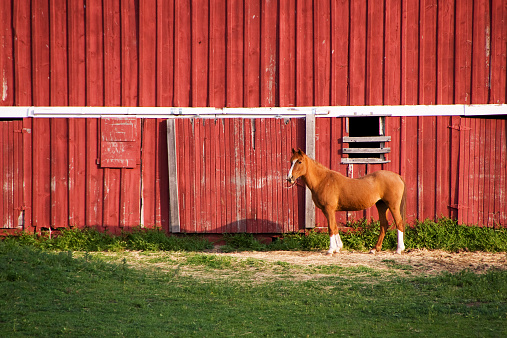 A horse stands in front of a red barn.