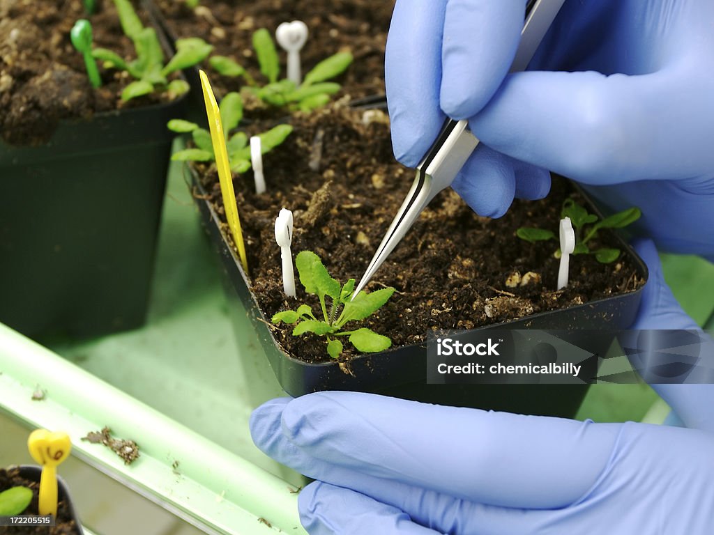 Genetisch veränderter Pflanzen - Lizenzfrei Pinzette Stock-Foto