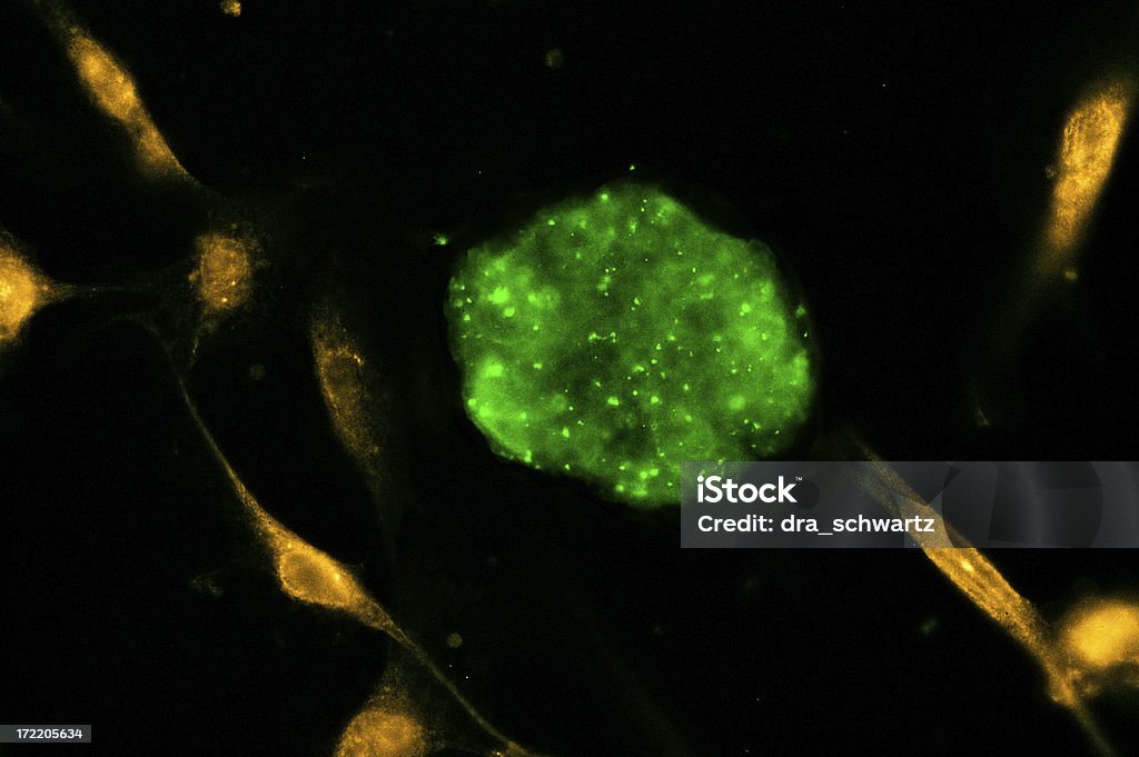 Cellule staminali - Foto stock royalty-free di Fluorescente