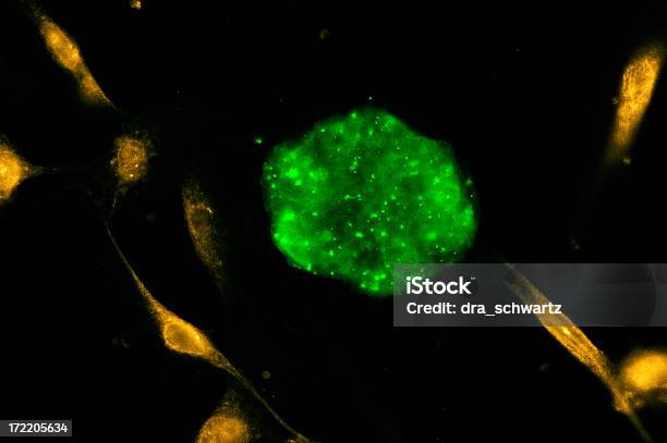 As Células Estaminais - Fotografias de stock e mais imagens de Fluorescente - Fluorescente, Luz Fluorescente, Ampliação