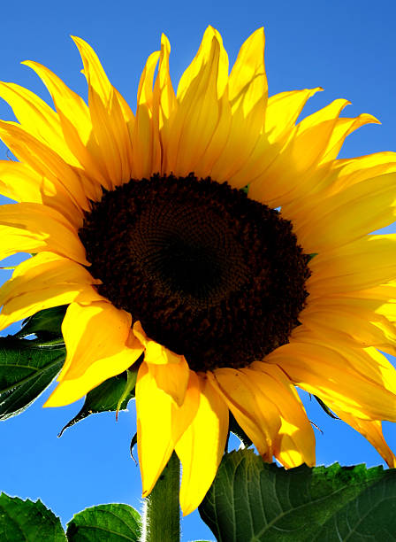 tournesol de l'été - sunflower gold single flower formal garden photos et images de collection