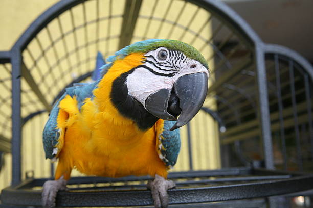 nahaufnahme von einem & gold ara-blau - papagei stock-fotos und bilder