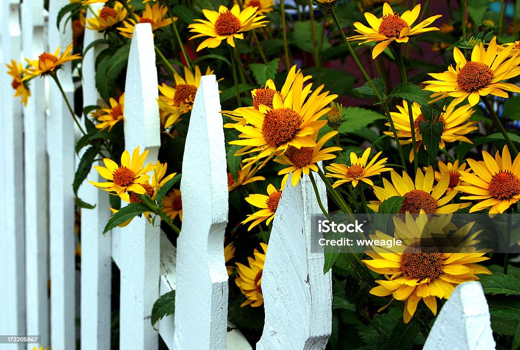 Curb Appeal - Foto de stock de Amarelo royalty-free