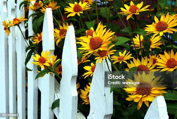 Foto de Curb Appeal e mais fotos de stock de Amarelo - Amarelo, Branco, Cabeça da flor