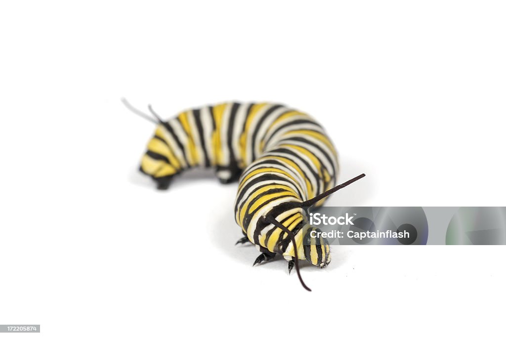 Caterpillar isolado Monarch - Foto de stock de Amarelo royalty-free