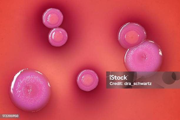 Бактерии — стоковые фотографии и другие картинки Чашка Петри - Чашка Петри, Бактерия, Антракс