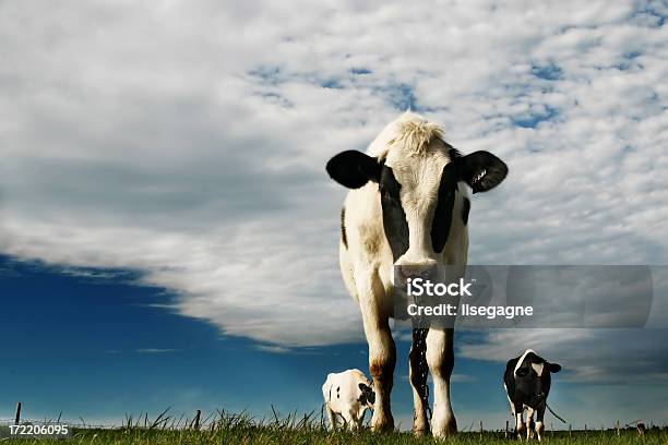 Tre Limoni - Fotografie stock e altre immagini di Caseificio - Caseificio, Agricoltura, Ambientazione esterna