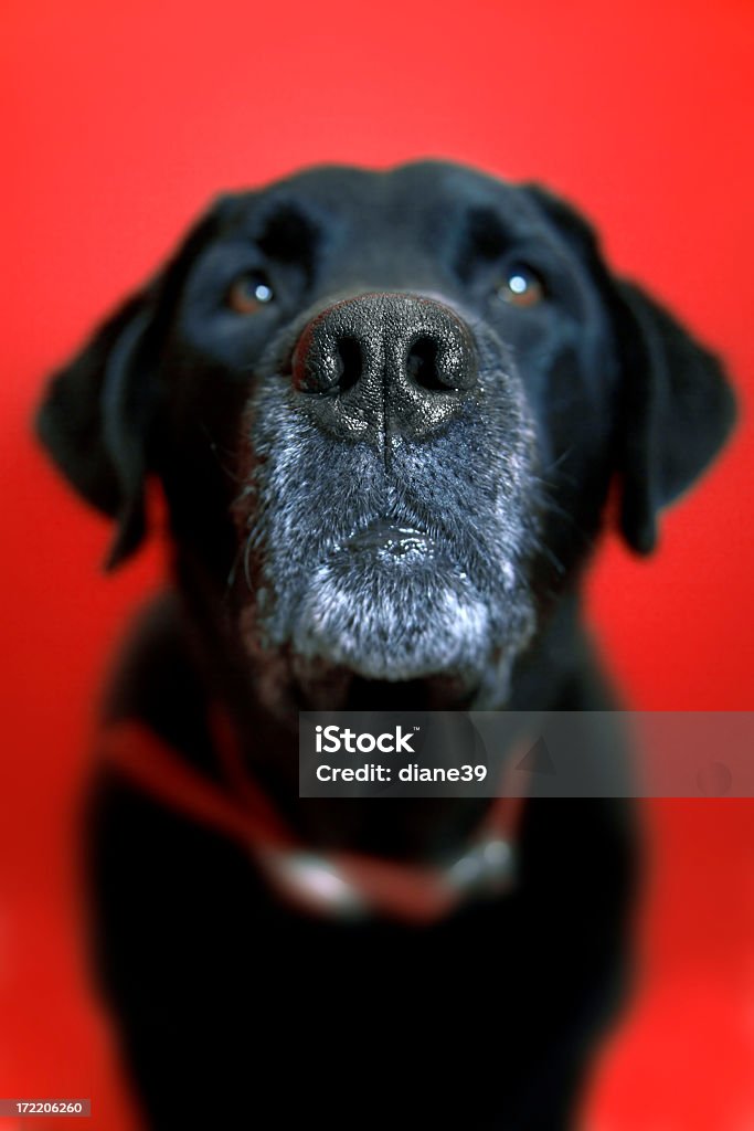 old dog An old dog. Focus on nose Animal Stock Photo