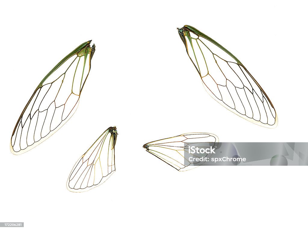 윙즈 (100% 보기 - 로열티 프리 동물 날개 스톡 사진