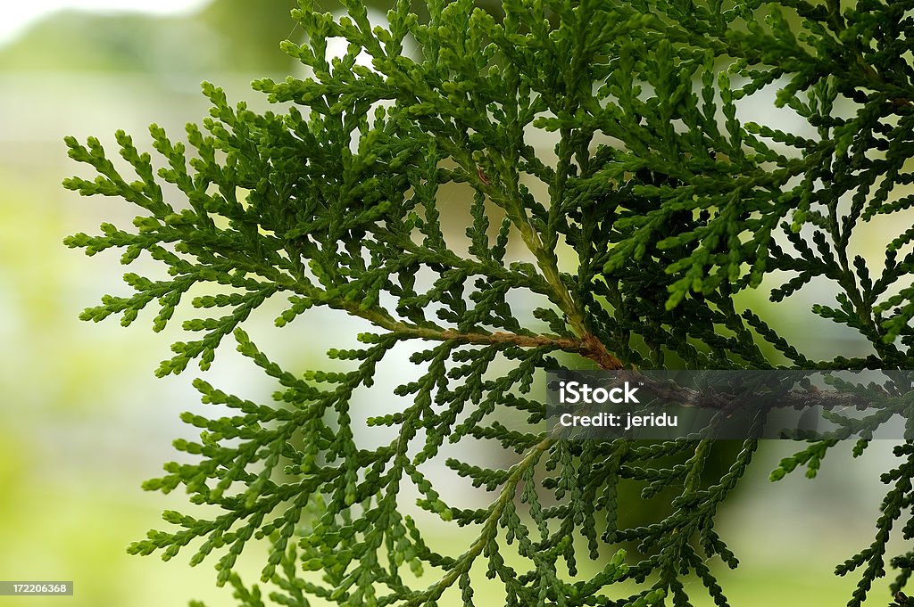 Конус листья - Стоковые фото Gymnosperm роялти-фри