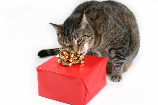 British shorthair cat on the gift box in front of the christmas tree