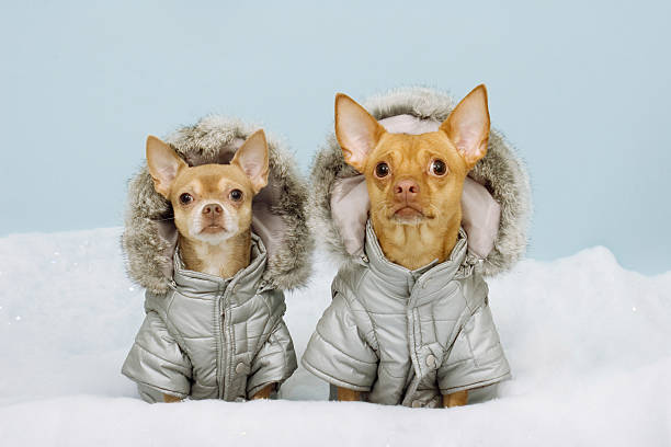 due chihauhaus indossare cappotti invernali - animal dog winter snow foto e immagini stock