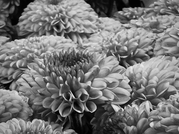 istock Close up of soft flower petals 1722064624