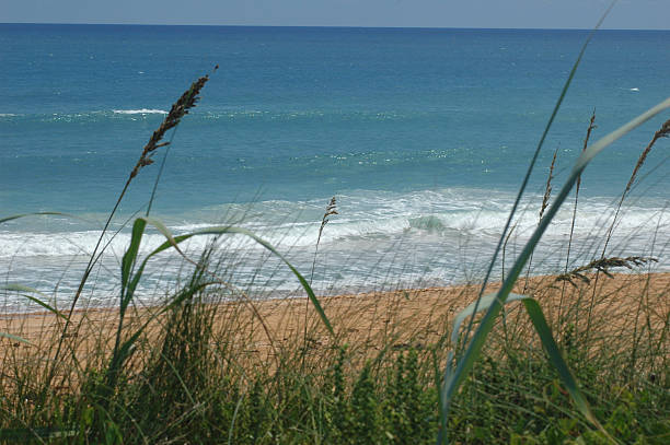 Beach scene with sea oats