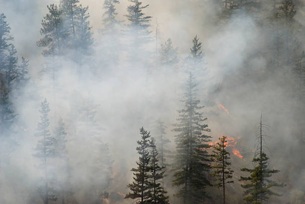Forest fire Fire in a pine forest wildfire smoke stock pictures, royalty-free photos & images
