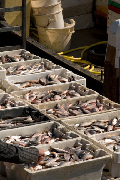 istock Catch of the day 172206641
