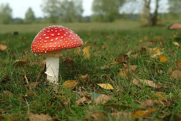 I couldn't resist photographing this beautiful toadstool in a grassfield with autumn leaves.